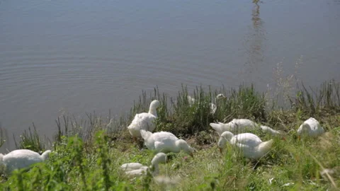 Flock of geese on a river 库存影片 99904201