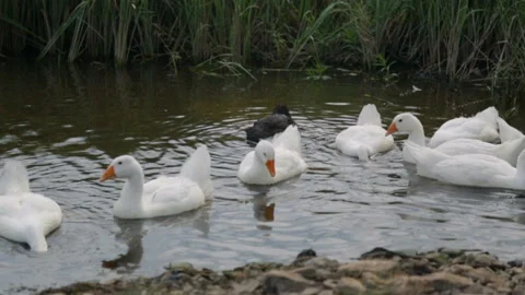 Flock of geese on a river Video stock 100763856