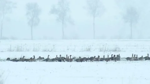 Flock of geese stopped on migration by snowfalls Stock Footage 221412402