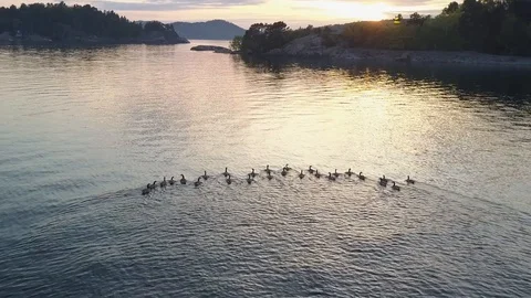 Flock of geese at sunset Stock Footage 86476645