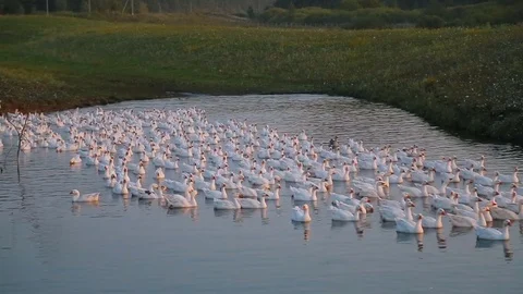 A flock of geese at sunset jumps into the pond water, thousands of geese Видео 82911020
