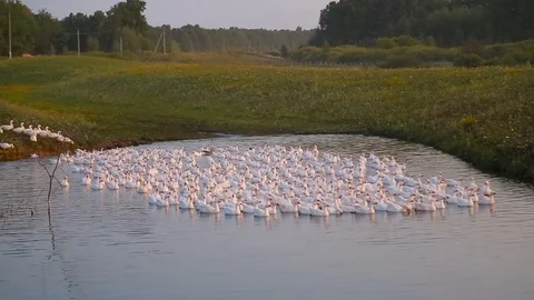 A flock of geese at sunset jumps into the pond water, thousands of geese Stock-Footage 84655900