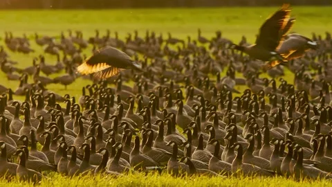Flock of Geese at Sunset in Oregon Stock-Footage 224762655