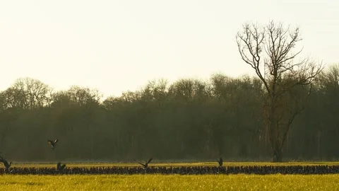 Flock of Geese at Sunset in Oregon Stock Footage 224766650