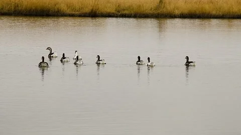 Flock of geese swimming on the calm surface of a lake or pond on a cloudy a.. Video stock 339764894