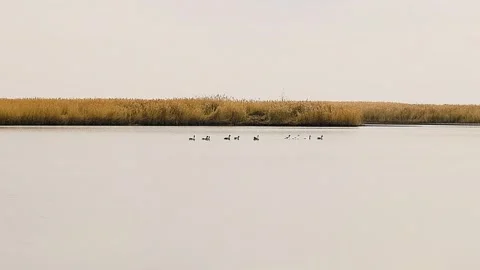Flock of geese swimming on the calm surface of a lake or pond on a cloudy a.. Vídeo Stock 339764929