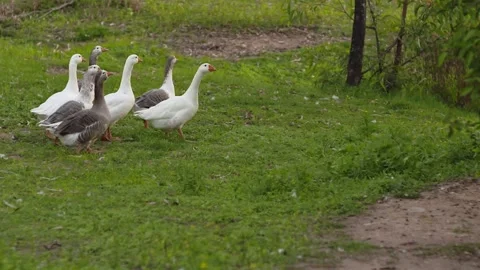 A Flock of Geese Walk Down to the Pond Stock Footage 133715241