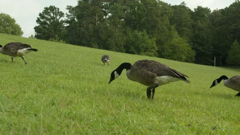 A Flock of Geese Walk Through the Grass and Eat Stockbeeldmateriaal 248476769