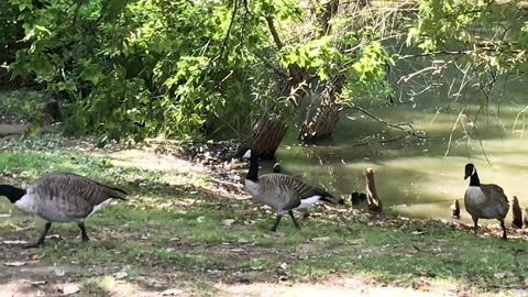 Flock of Geese Walking Stock Footage 247789082