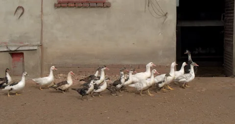 Flock of geese walking Stock-Footage 297580412