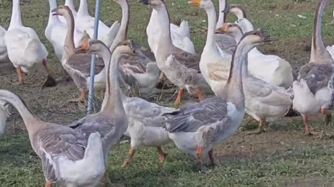 A flock of geese walking on a grassy field in a rural farm setting Stockbeeldmateriaal 334635181