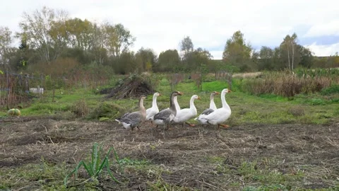 Flock of geese walking on a grassy field with trees in the background Stock Footage 339588426