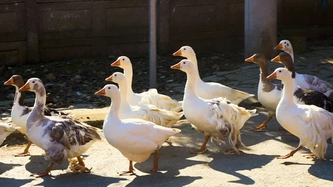 Flock of geese walking in group Vidéo 105843806
