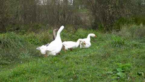 Flock of geese walking in a lush green field on a cloudy day Stock Footage 339587604