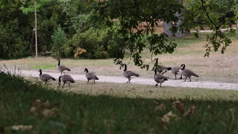 Flock of Geese Walking Peacefully Through Grass in Park Vídeos de archivo 343689459