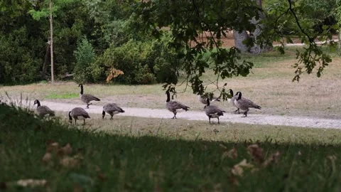Flock of Geese Walking Peacefully Through Grass in Park version 2 Vídeos de archivo 343689470