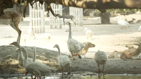 Flock of Geese Walking on Sandy Ground in Open Farm Area Stock Footage 320362885