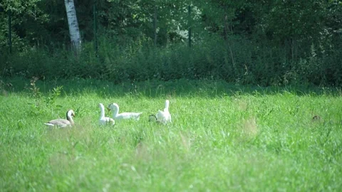 Flock of geese walks through tall green grasses in rural field Stock Footage 340481166