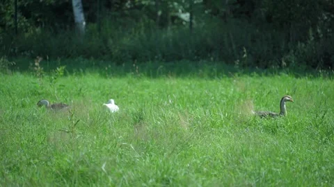 Flock of geese walks through tall green grasses in rural field Stock Footage 340481171