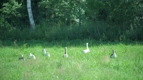 Flock of geese walks through tall green grasses in rural field Stock Footage 340481198