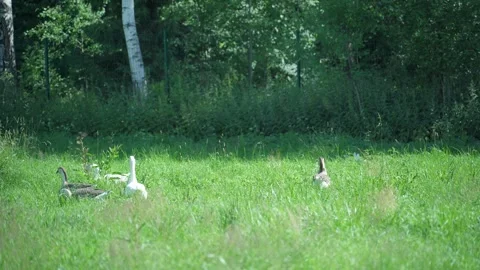 Flock of geese walks through tall green grasses in rural field Stock Footage 340481200