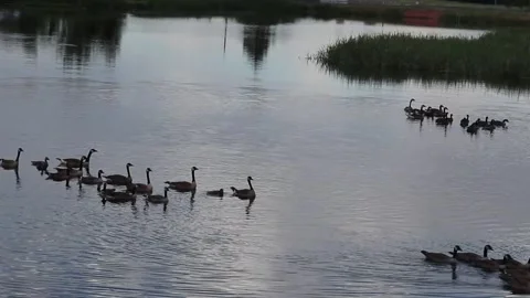 Flock of geese on the water Stock Footage
