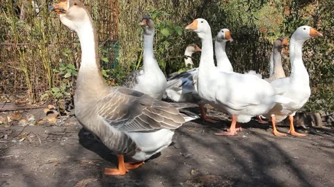 A flock of geese in the yard Stock Footage 139951625