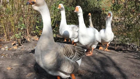 A flock of geese in the yard Stock Footage 139951664