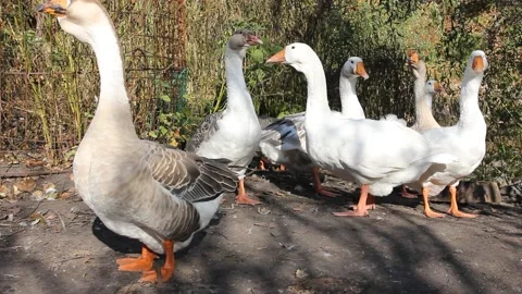 A flock of geese in the yard Stock Footage 139951677