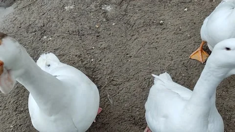 A flock of geese in the yard. 库存影片 155064867
