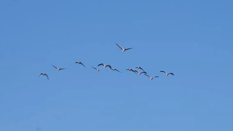 A flock of gegawas in flight Stock Footage 328248899