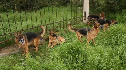 A flock of German Shepherds Stock Footage 7727923