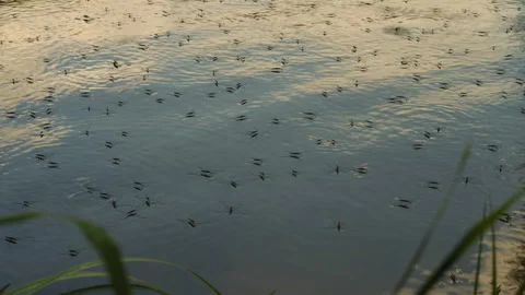 A flock of gerris lacustris quickly move across the water surface of the lake Stock Footage 219775386