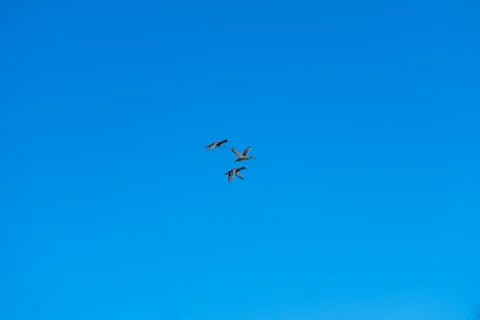 Flock gliding under bright sun. Synchronized ducks create striking pattern in cl Stock Photos