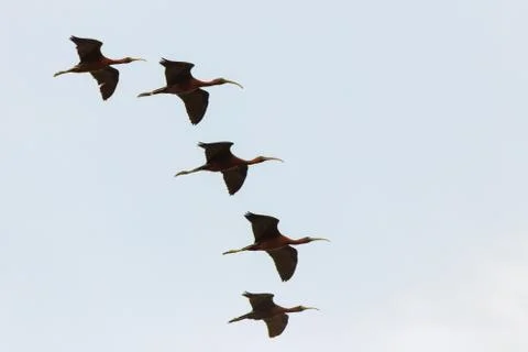Flock of glossy ibises flying in the sky, over Lake Koronia, Greece Stock Photos