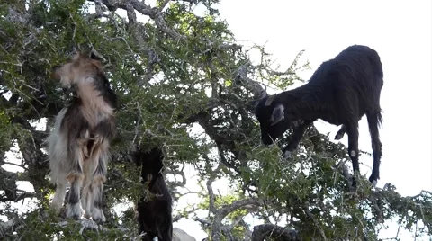 A flock of goats in an argan tree eating the argan nuts Vidéo 49444403