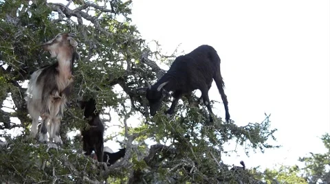 A flock of goats in an argan tree eating the argan nuts Vidéo 49444727