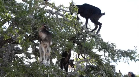A flock of goats in an argan tree eating the argan nuts Vidéo 49444831