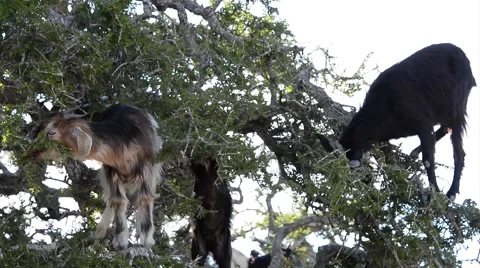 A flock of goats in an argan tree eating the argan nuts Vidéo 49444887