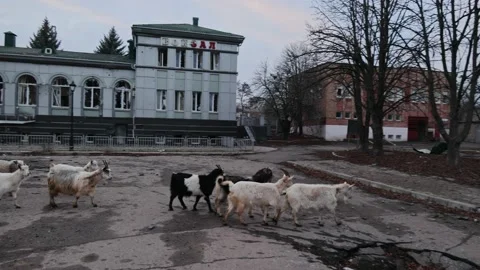 Flock of goats at Bakhmut Stock Footage 232125613