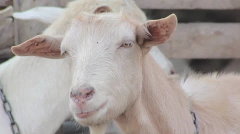 Flock of Goats Stock Footage 32374088