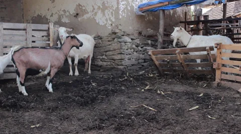 Flock of Goats Stock Footage 32374341