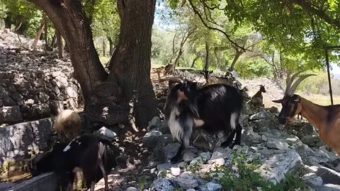 A flock of goats with a leader at a source in the mountains at noon Stock Footage 199208335