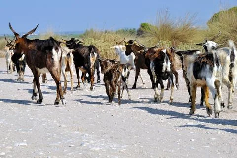 Flock of goats Foto stock
