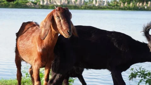 A flock of goats roaming Stock Footage 320004939