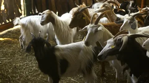 Flock of goats in stables at farm Stock Footage 10841545