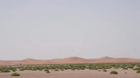 A flock of goats walking in the midst of small green bushes Stock Footage 49444466