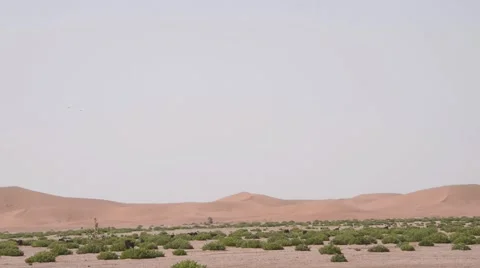 A flock of goats walking in the midst of small green bushes. Vidéo 49444520