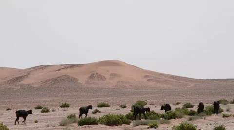 A flock of goats walking in the midst of small green bushes. Stock Footage 49444559