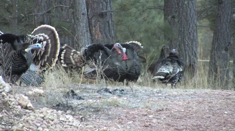 Flock of Gobblers &amp; Jakes Strutting, Gobbling &amp; Calling w Audio Stock Footage 48995728